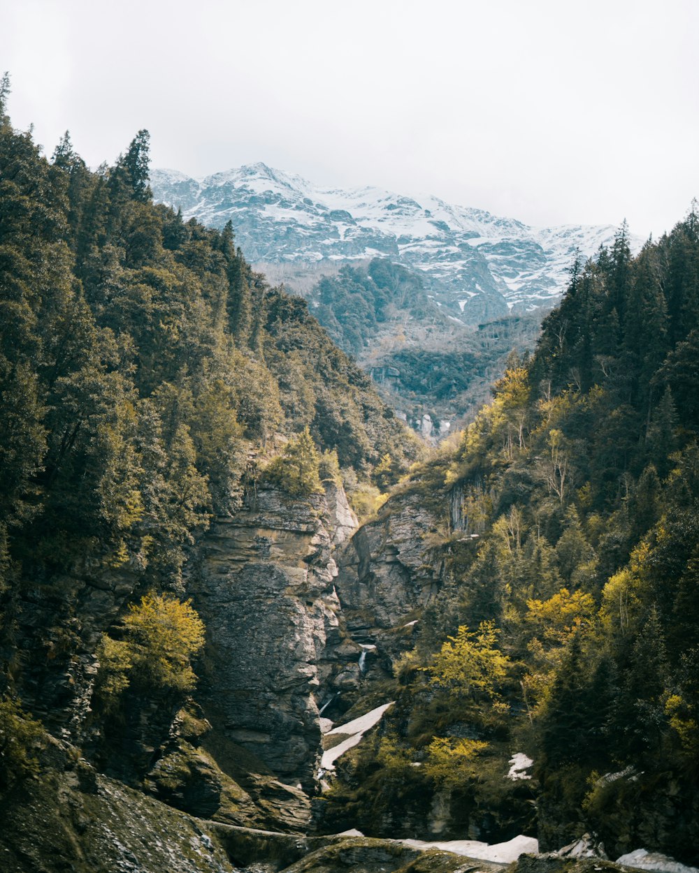 a mountain with trees and snow