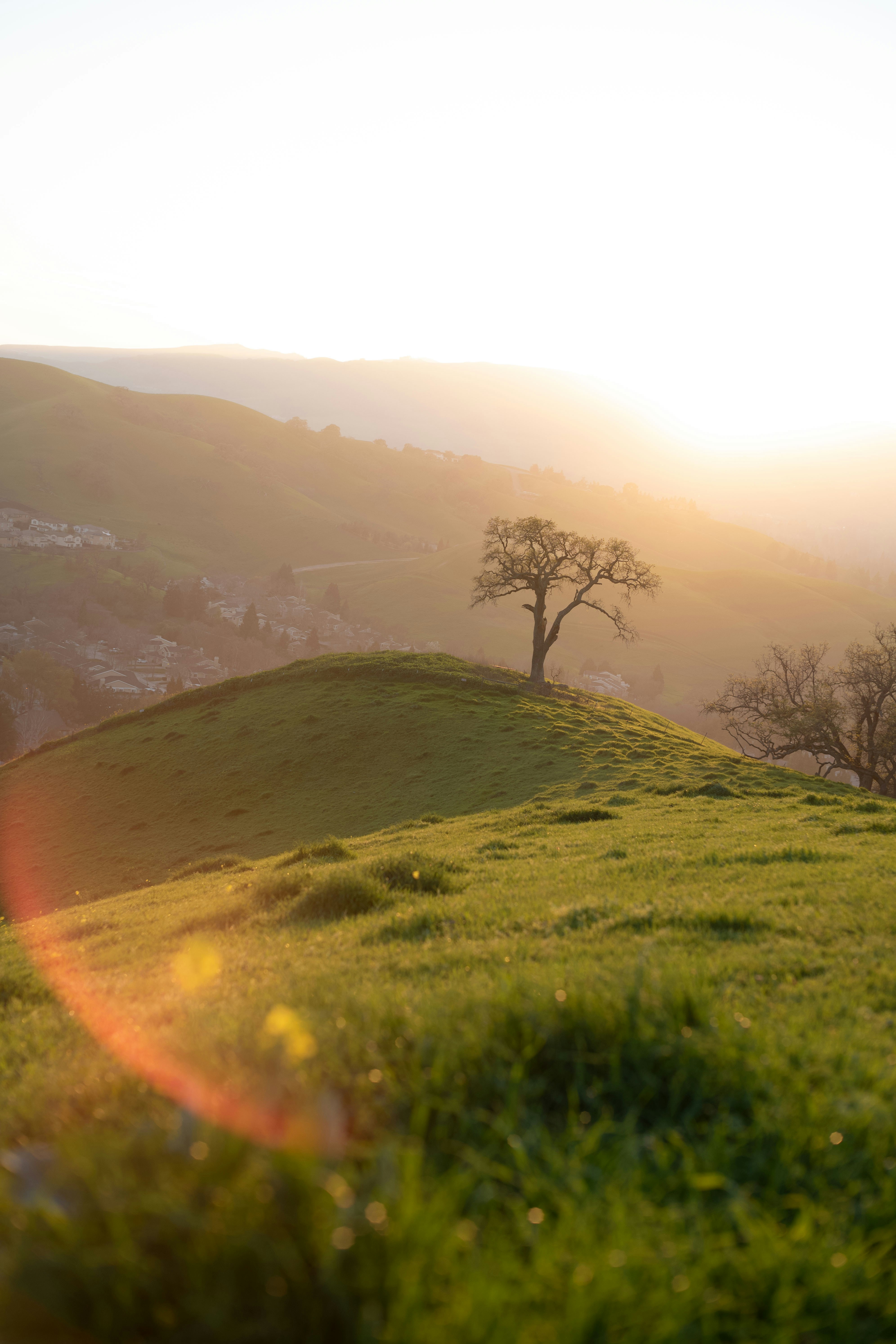 a tree on a hill