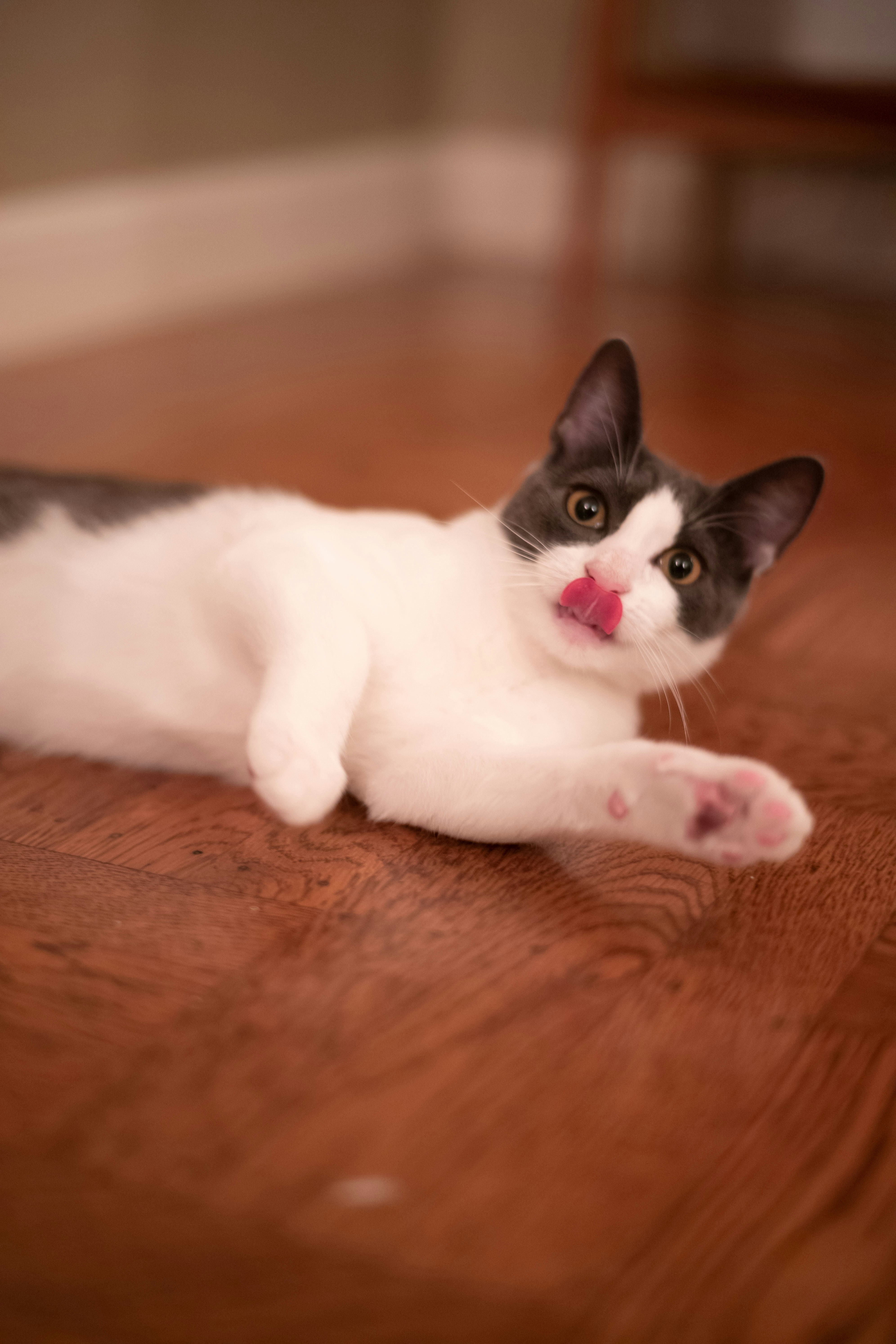 a cat lying on a wood surface
