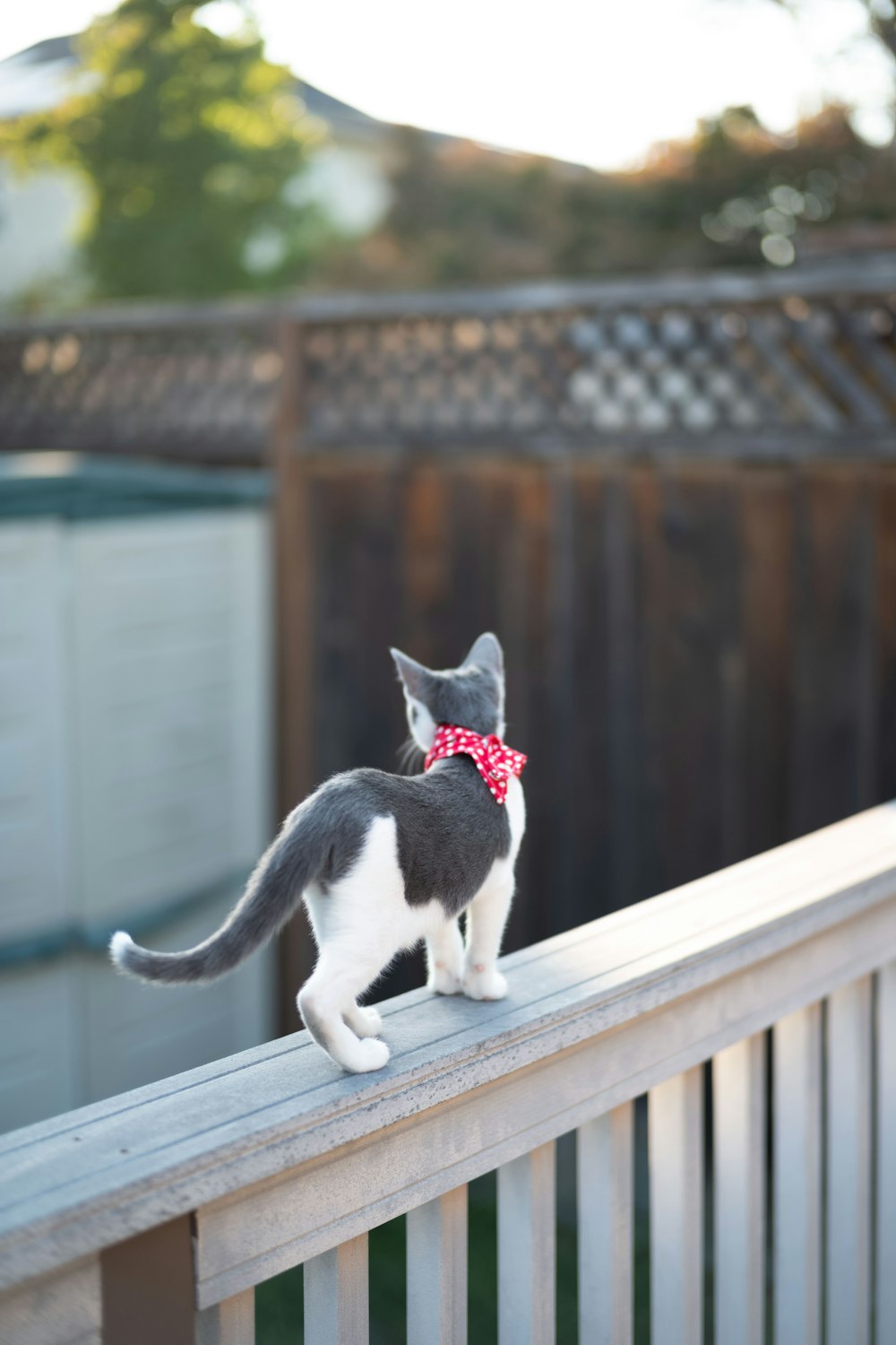 a cat and a dog on a porch