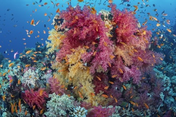 A vibrant underwater scene featuring a colorful coral reef teeming with life. Bright pink, red, and yellow corals create a breathtaking landscape, surrounded by numerous small, vividly colored fish swimming among the corals. The background showcases the deep blue of the ocean, enhancing the contrast with the vivid colors of the reef.