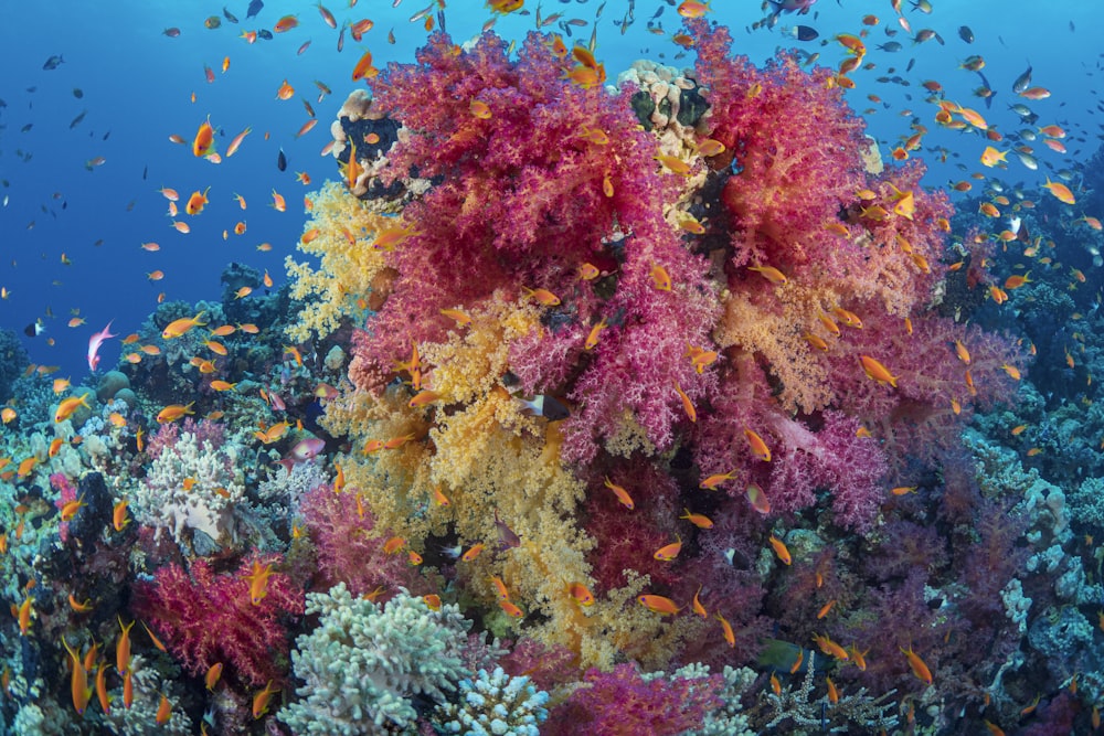 a coral reef with fish