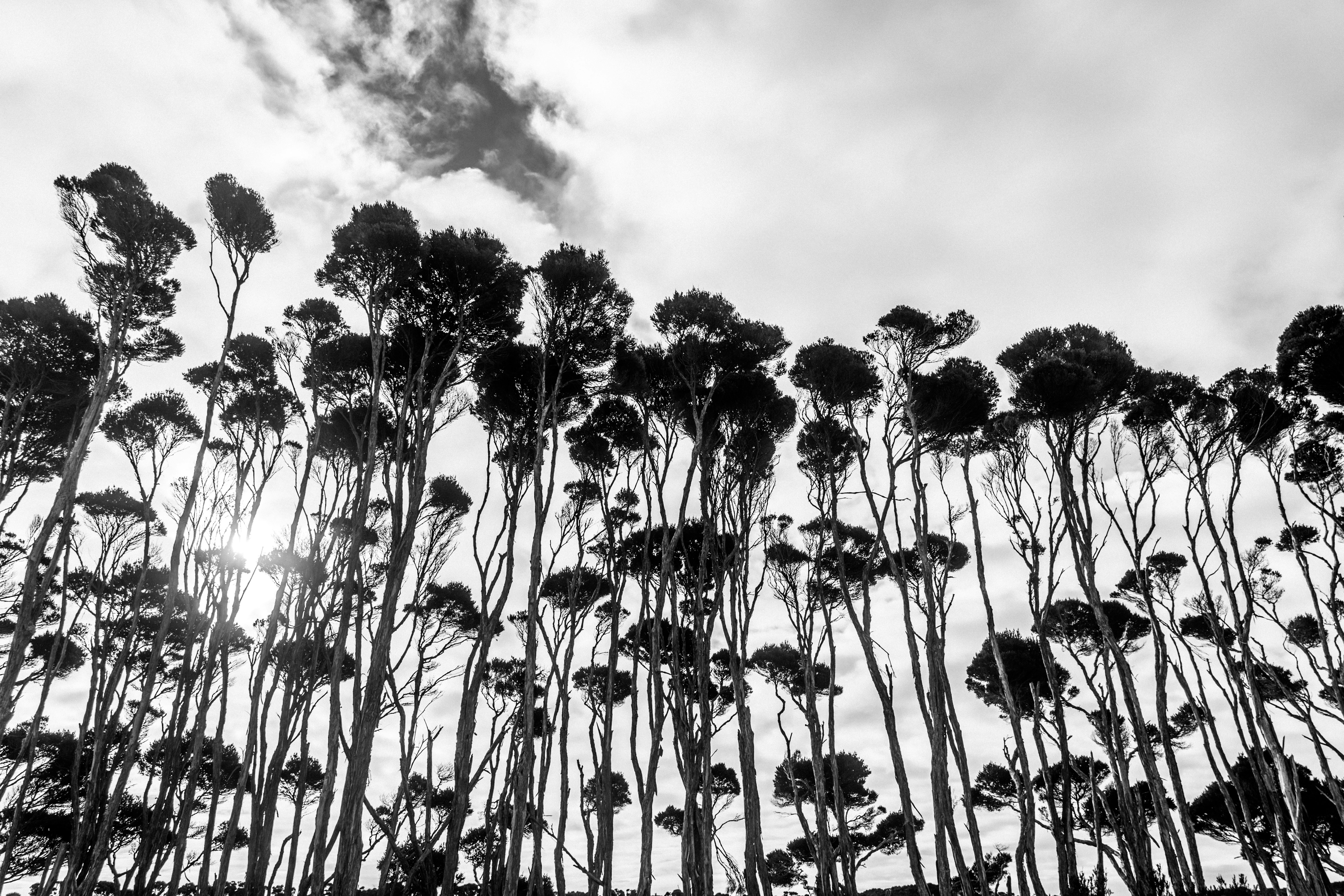 Line of tall and thin trees