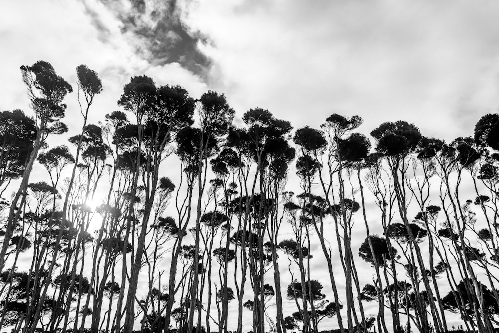 a field of tall grass