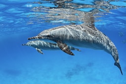 two dolphins swimming in water