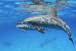 two dolphins swimming in water