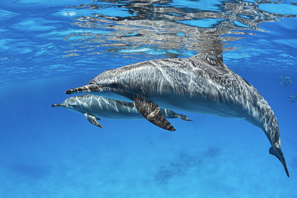 two dolphins swimming in water