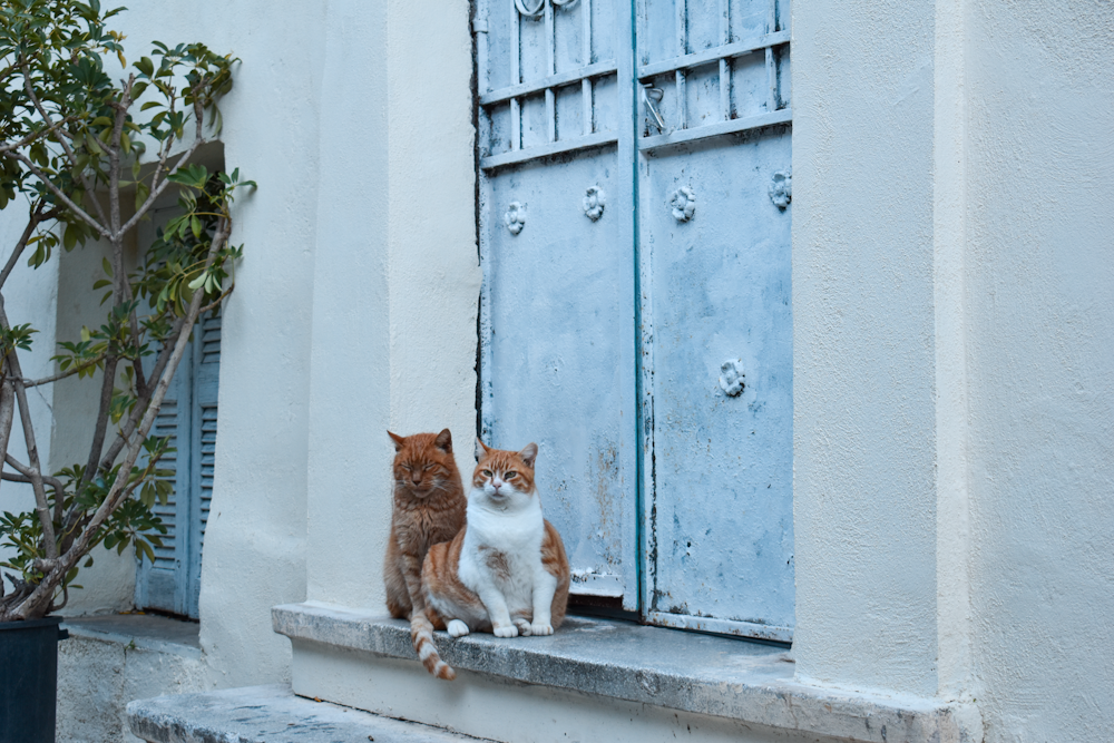 two cats sitting on a window sill