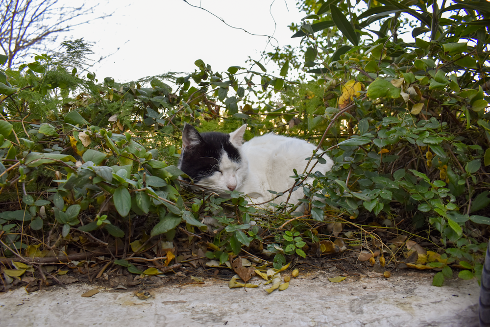 a cat lying in a bush