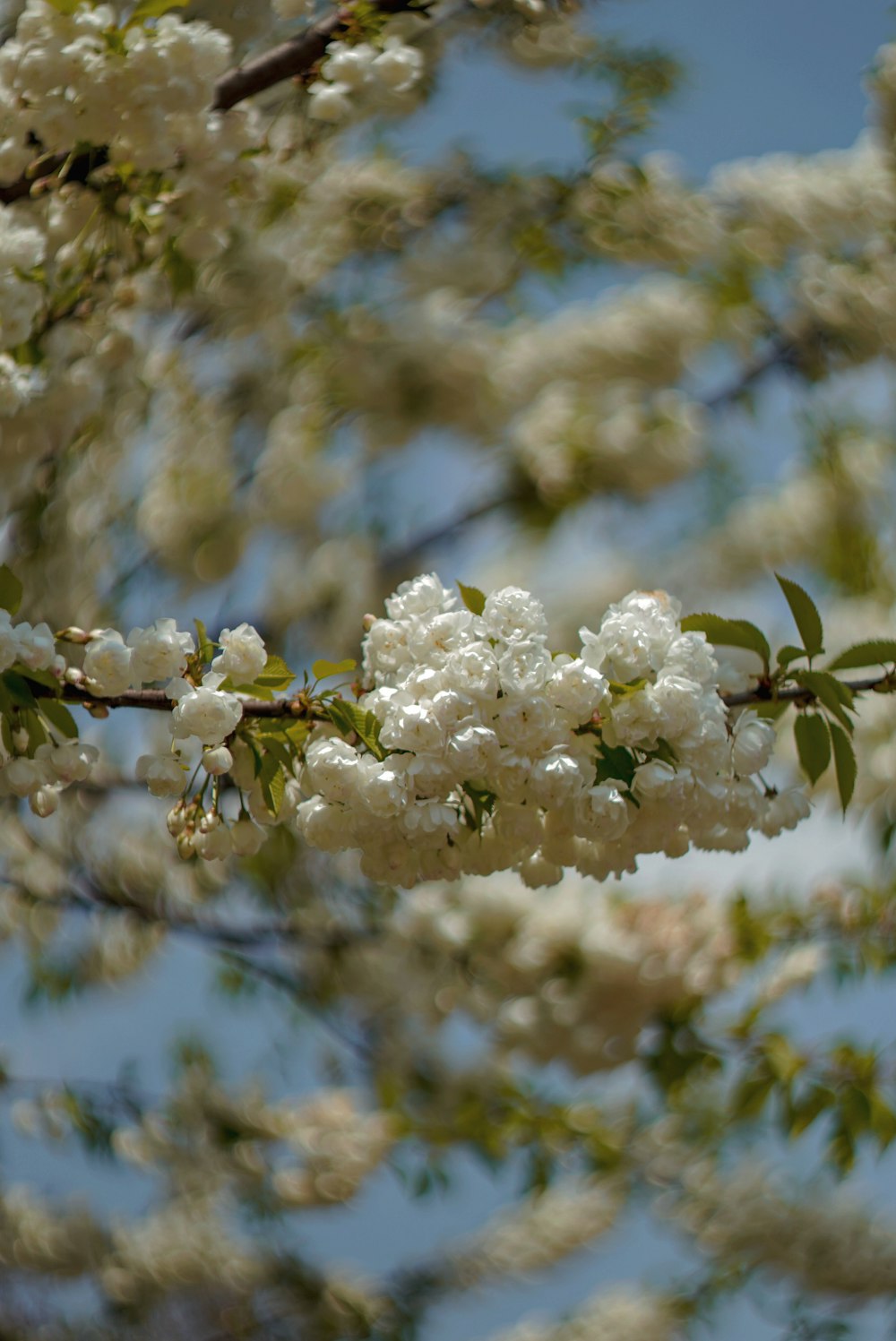 a close up of a tree branch with white flowers