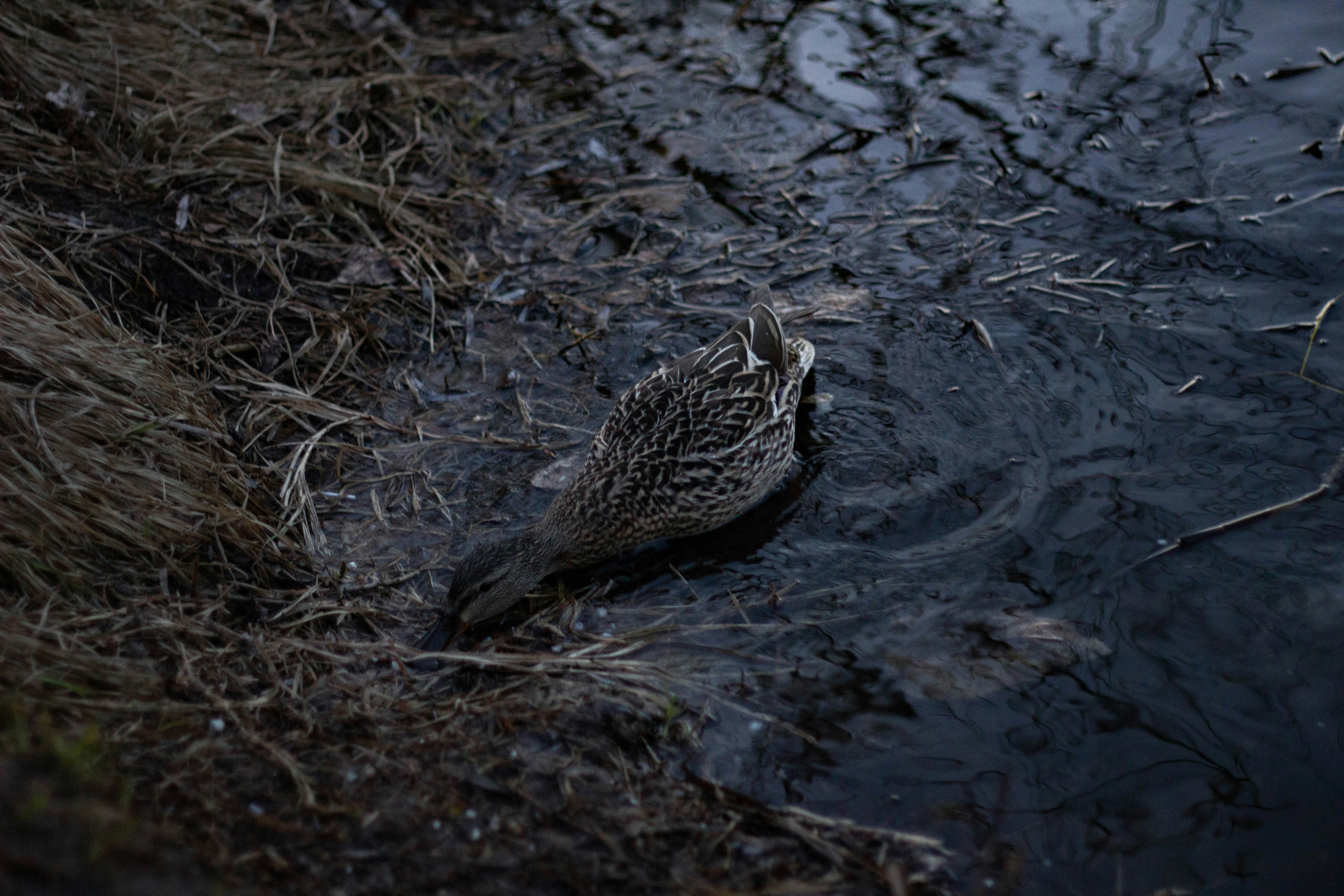 a bird sitting on the ground
