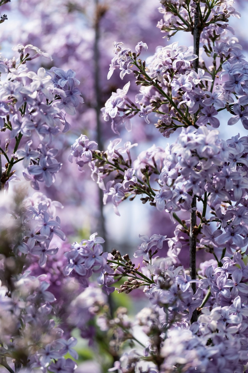 a close up of a tree with purple flowers