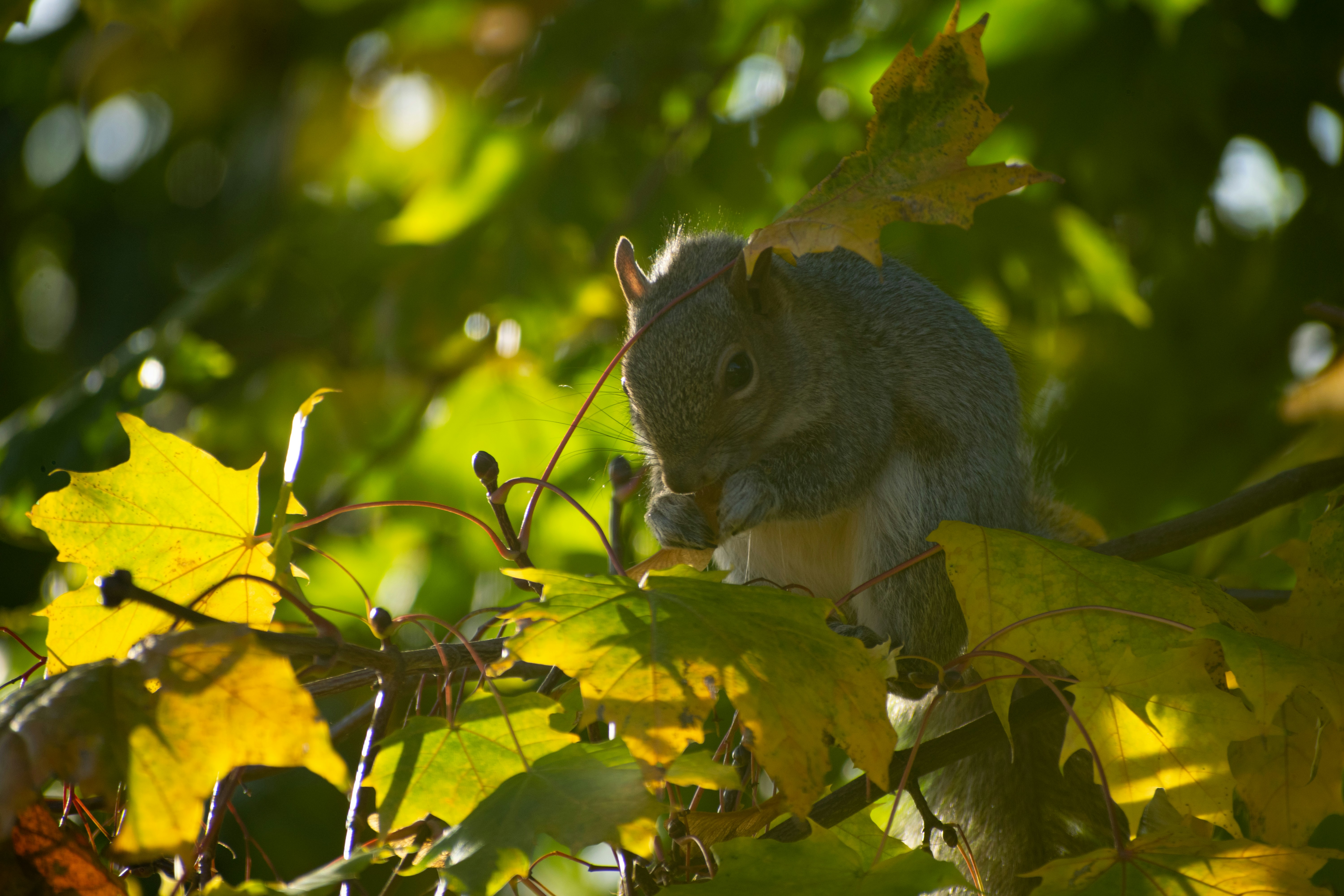 a squirrel in a tree