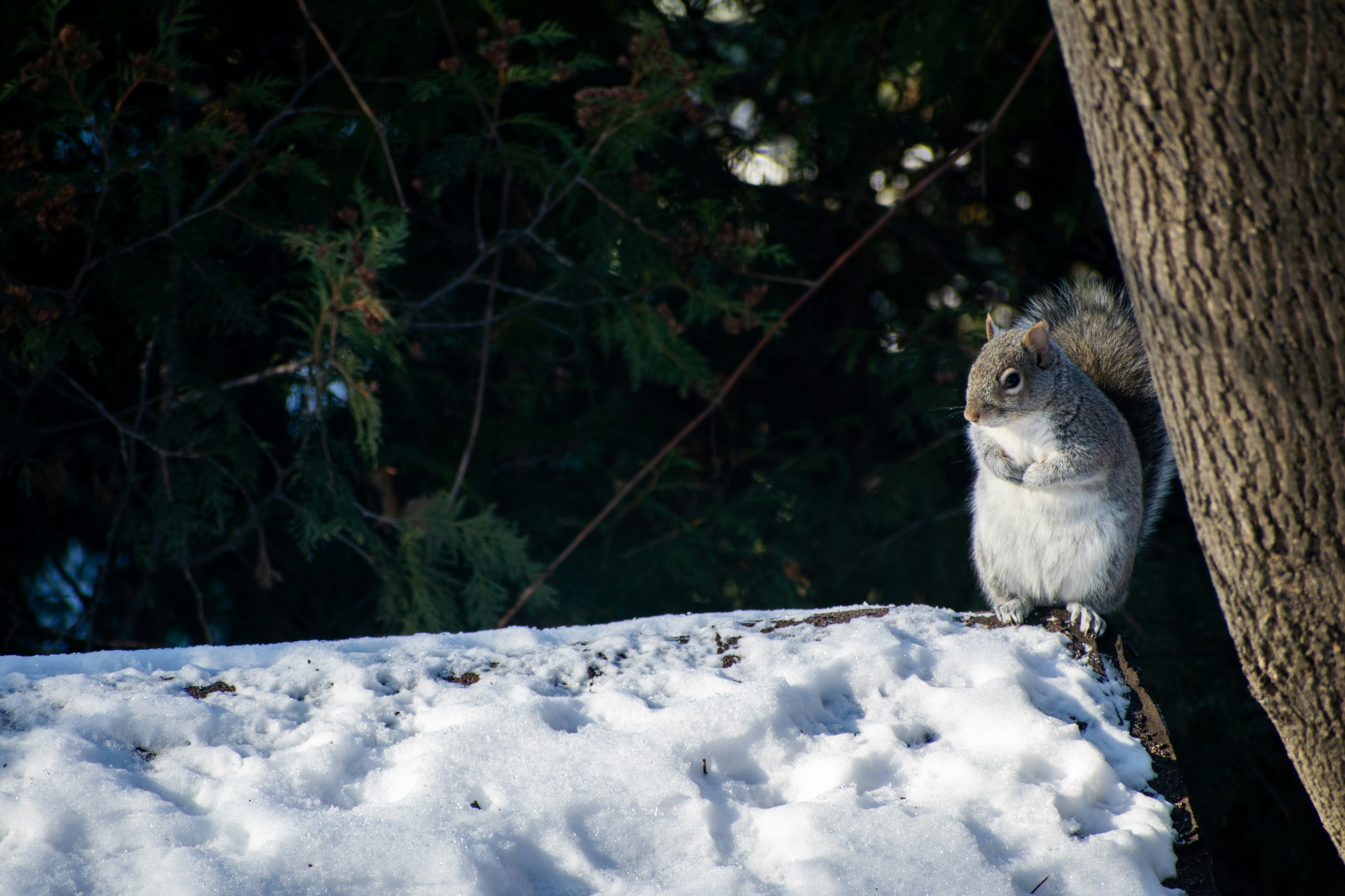 a squirrel standing on snow