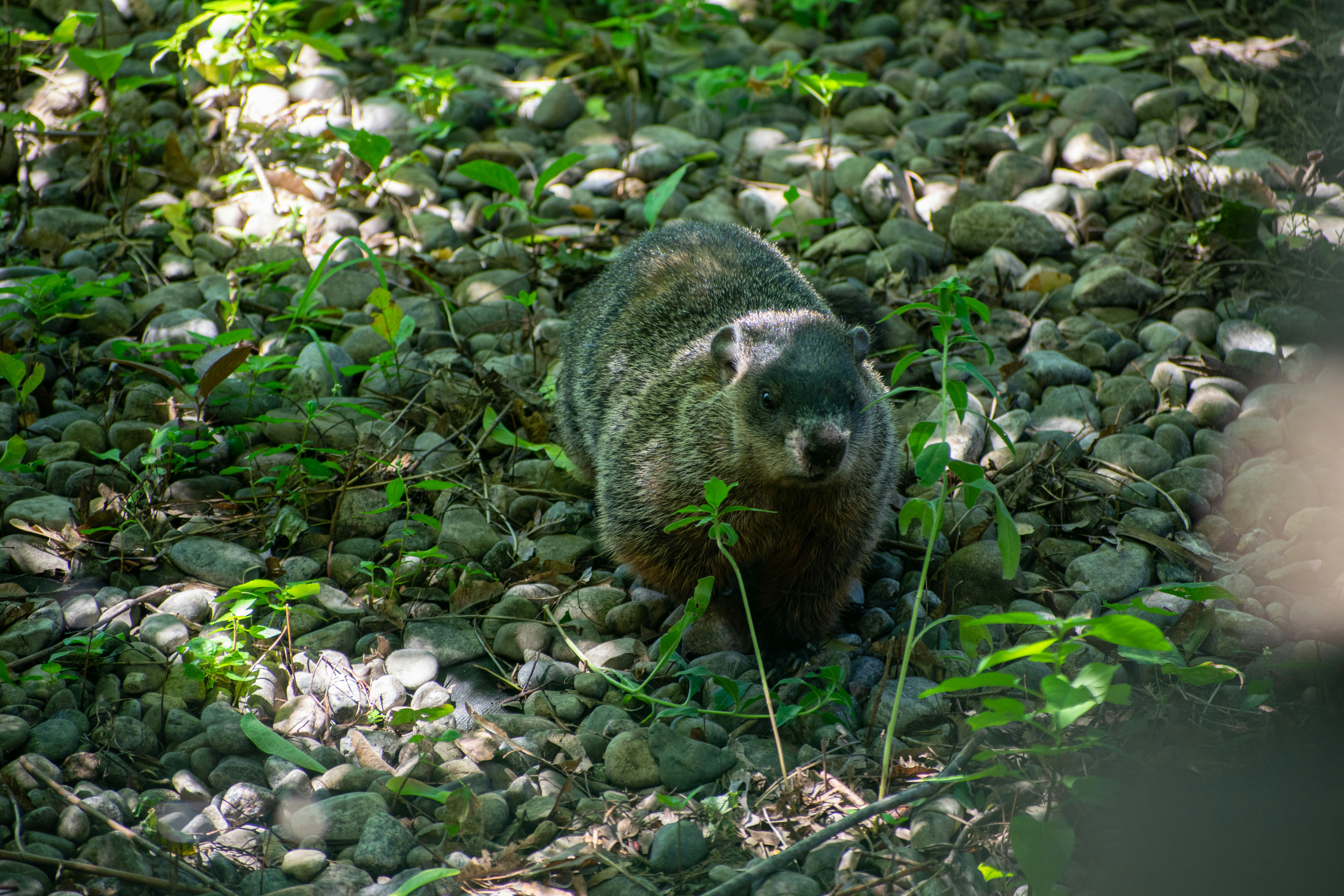 a small animal in a bush