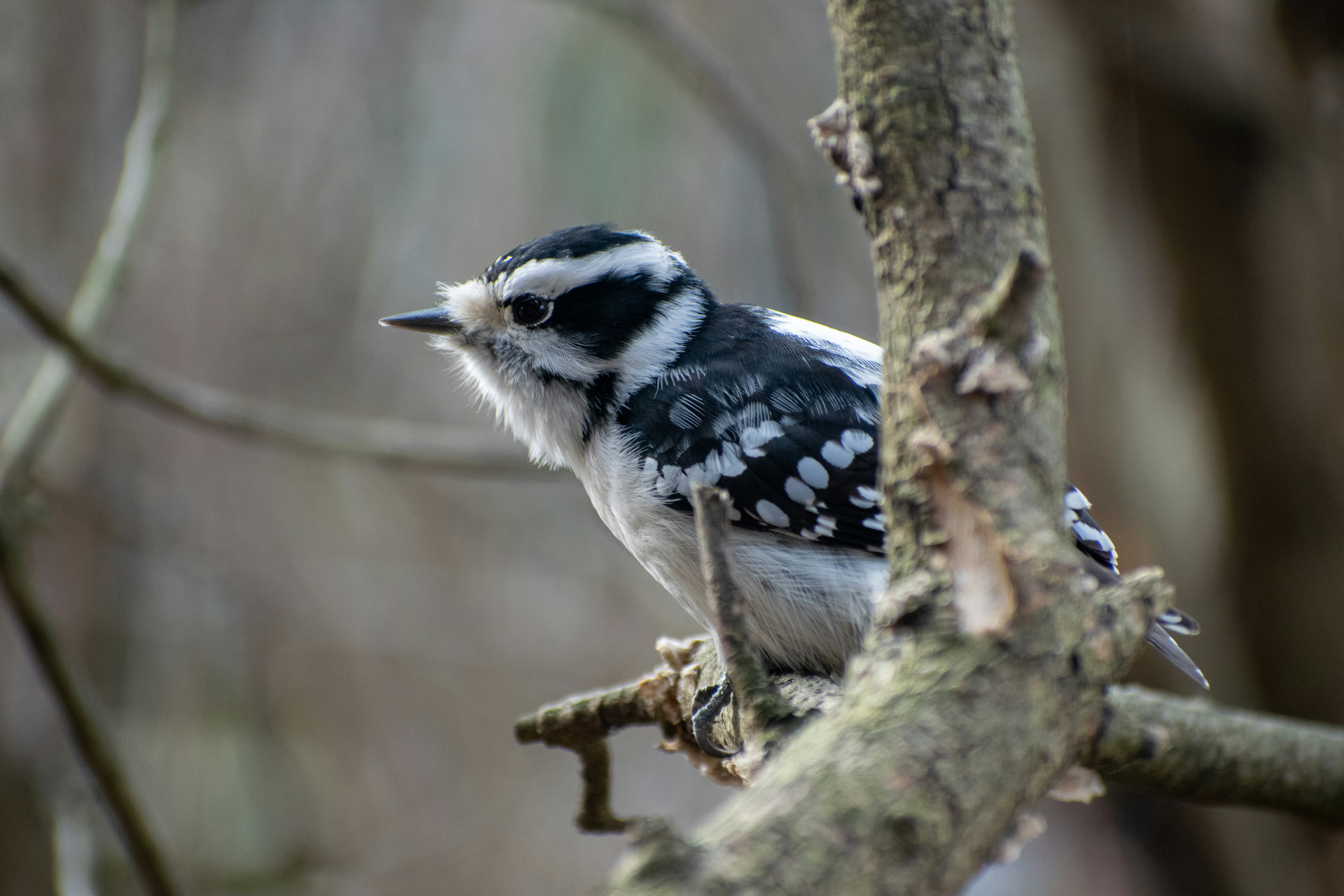 a bird sitting on a tree branch