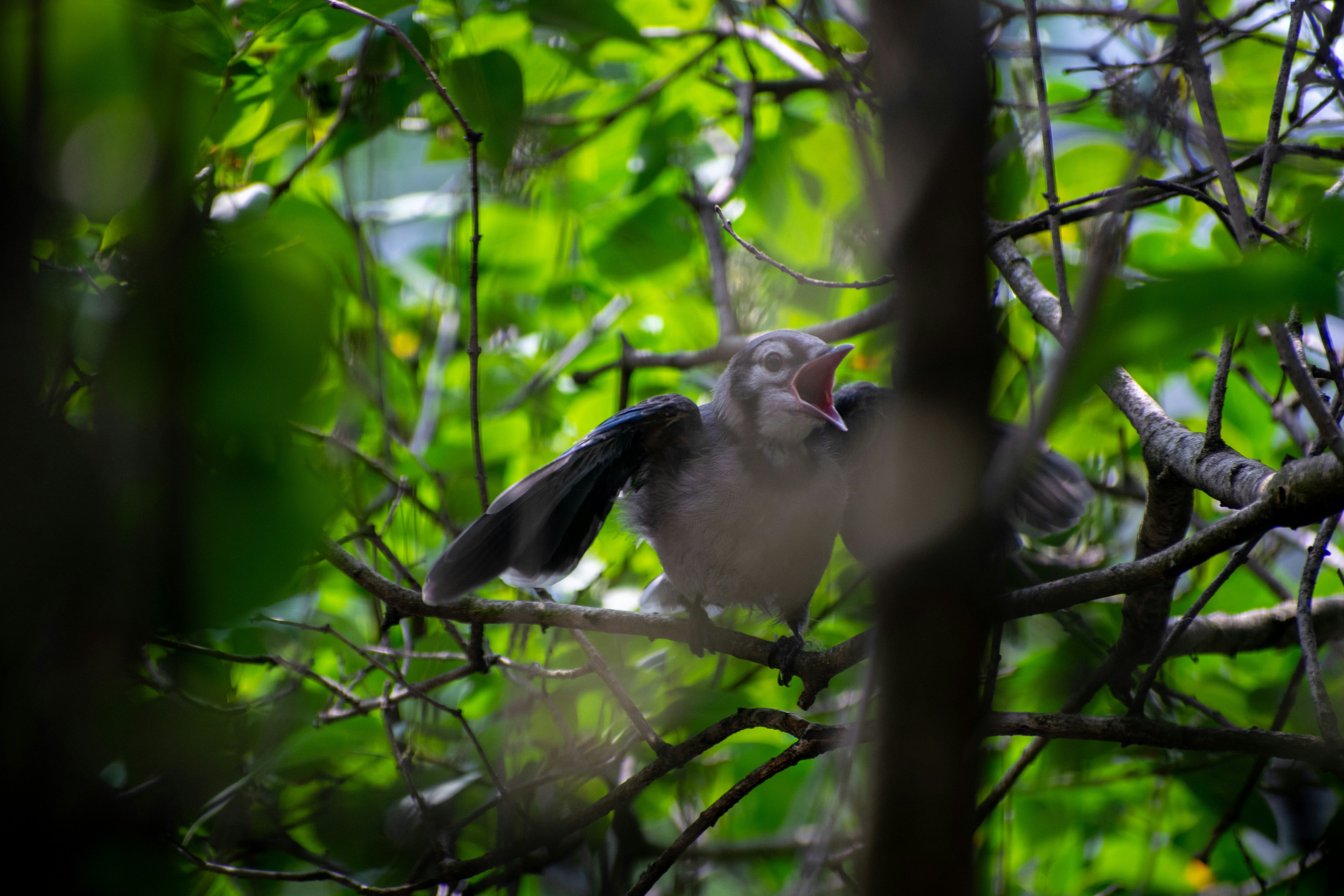 birds sitting on a tree branch