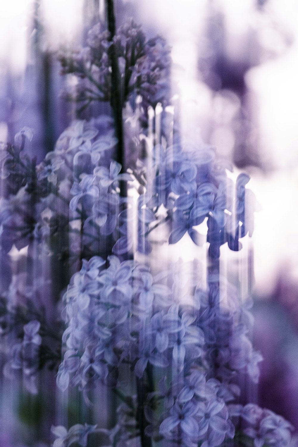 a close up of purple flowers