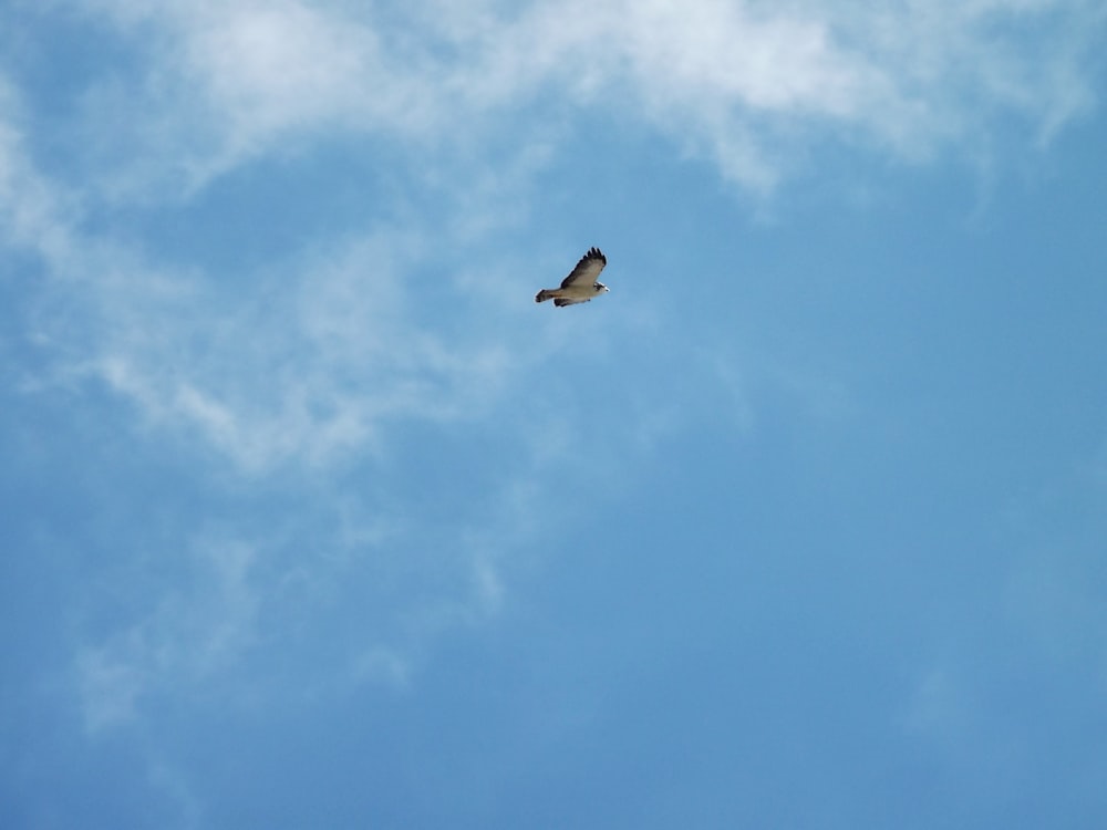 a bird flying in the sky