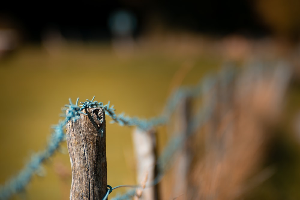 a close up of a dragonfly on a stick