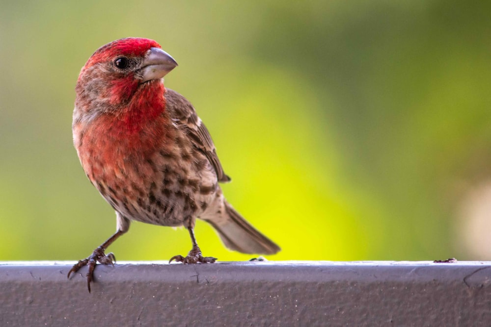 a bird standing on a ledge