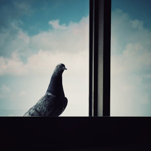 Close-up of a clean, pigeon-free window ledge after treatment.
