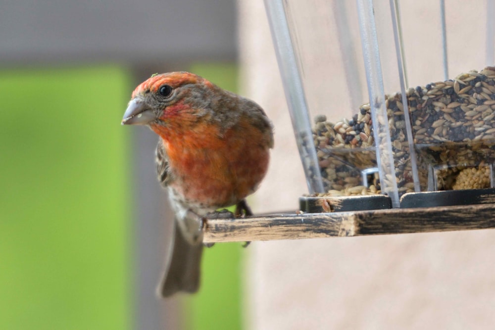 un uccello seduto su una mangiatoia per uccelli