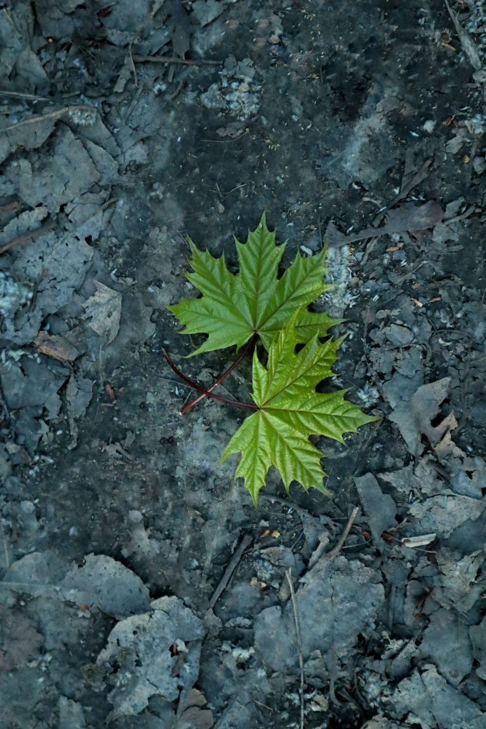 Una pequeña planta que crece en el suelo