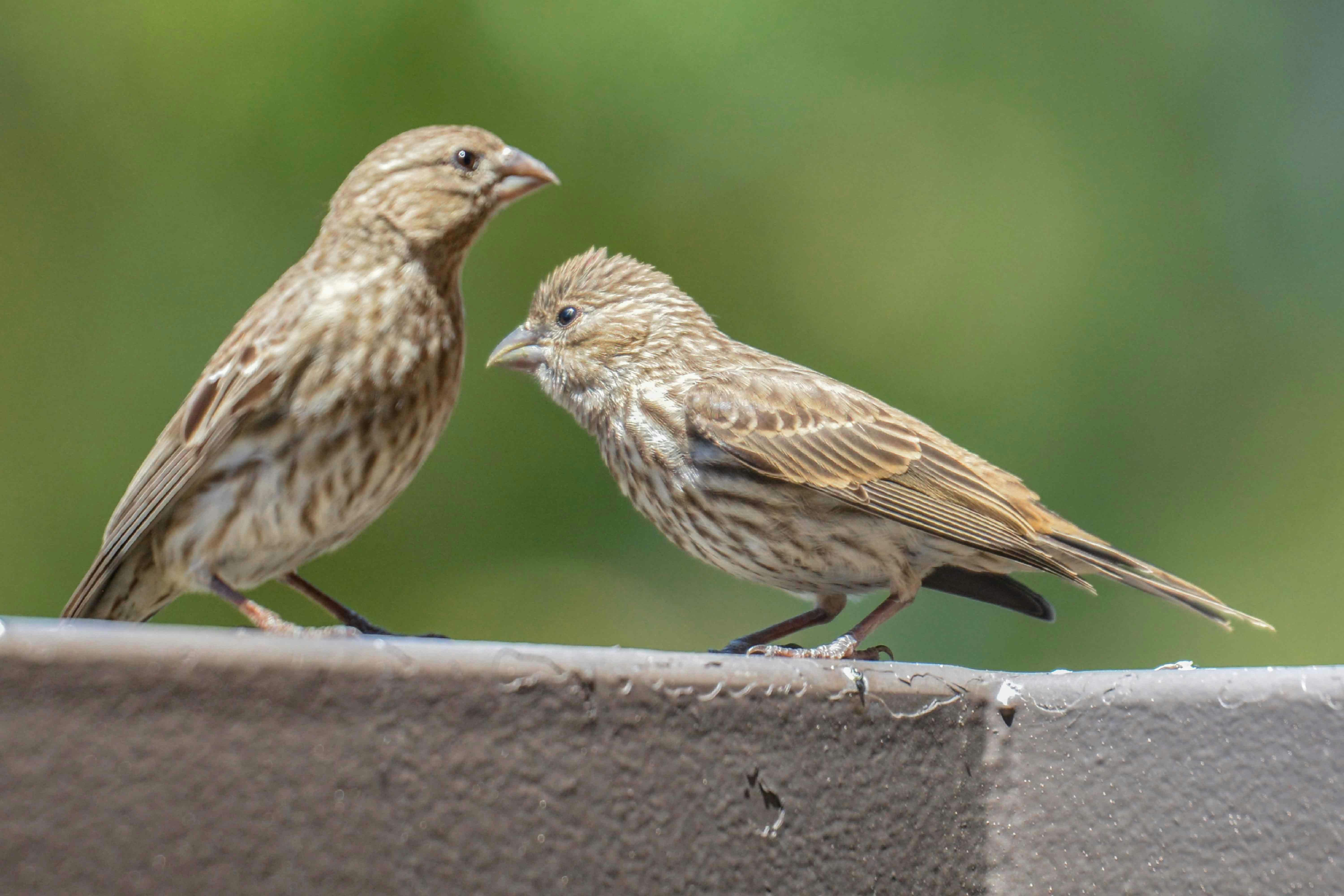 a couple of birds on a ledge