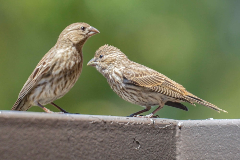 a couple of birds on a ledge
