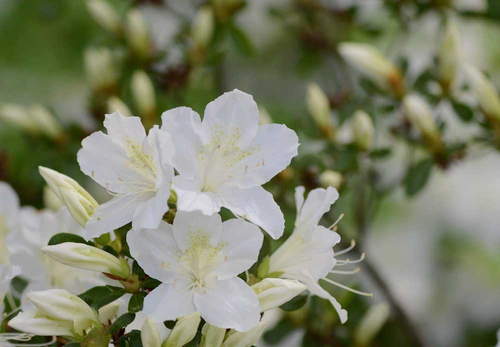 a close up of white flowers