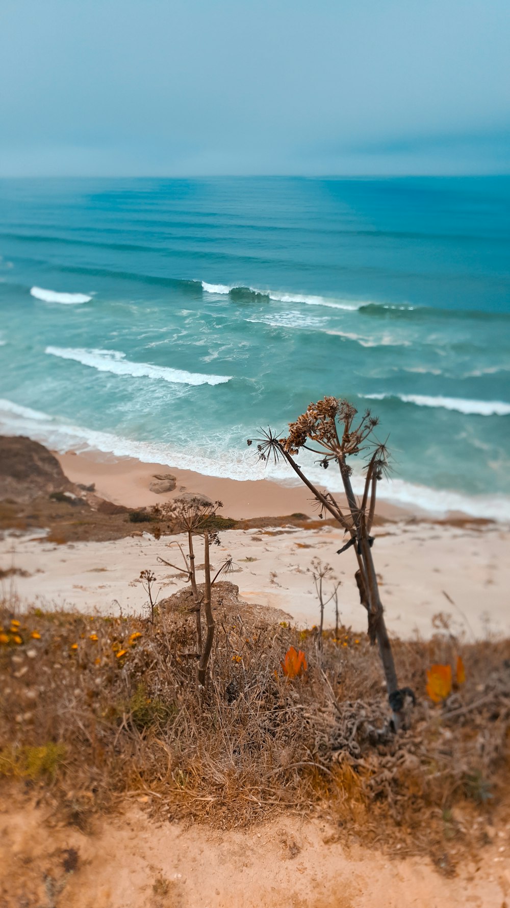 a beach with a few trees