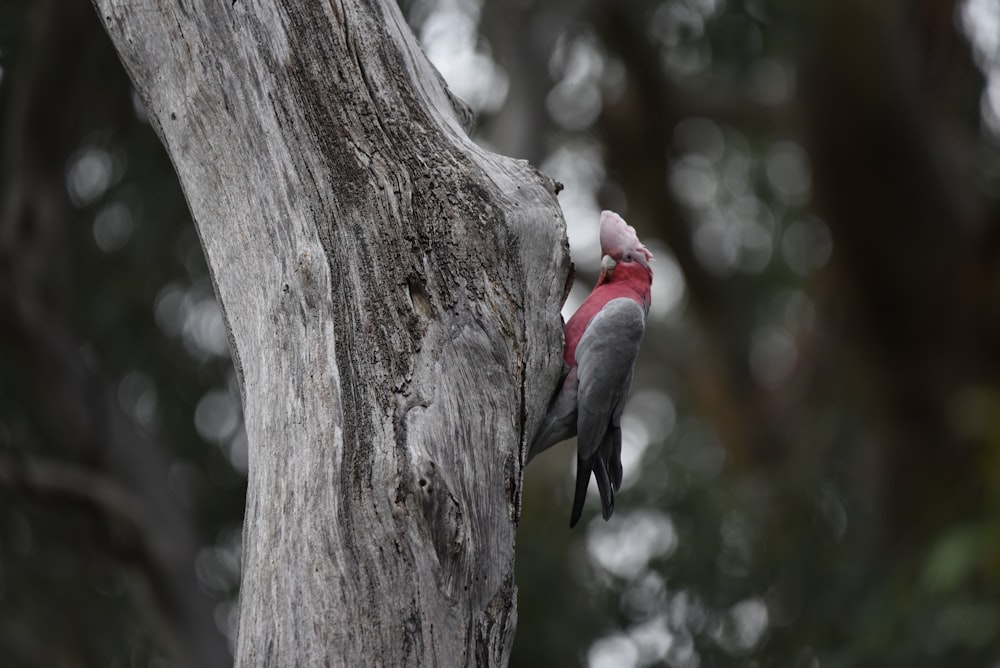 a bird on a tree