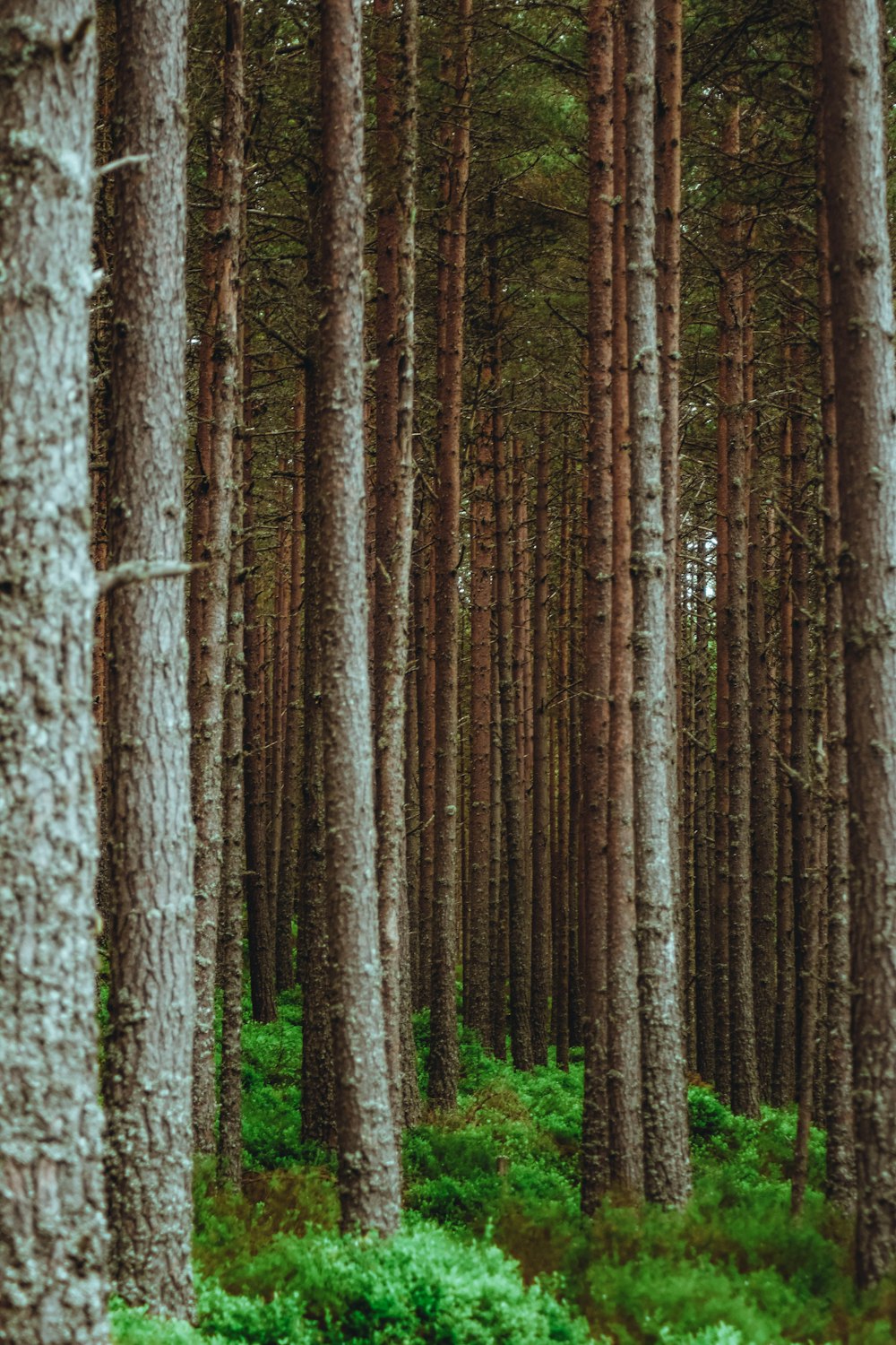 Un bosque de árboles altos