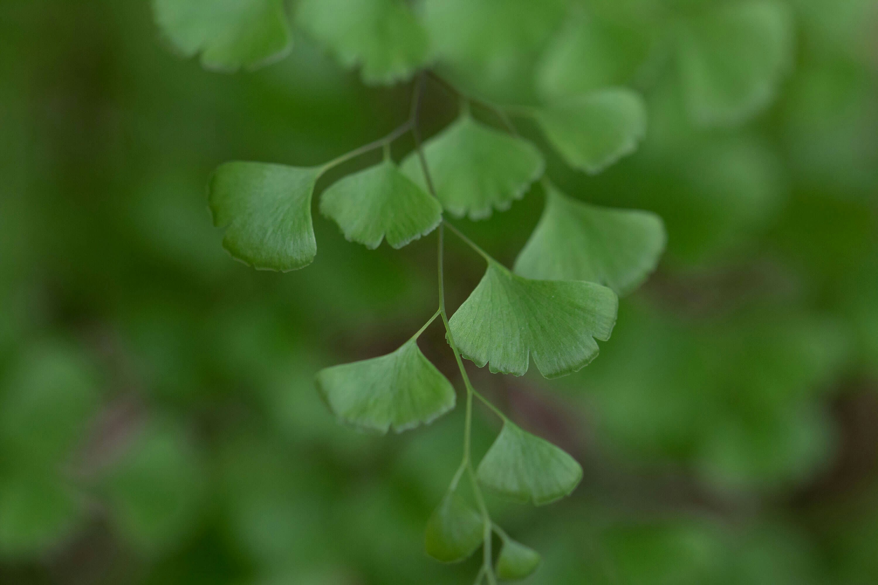 Photo by gingerlover