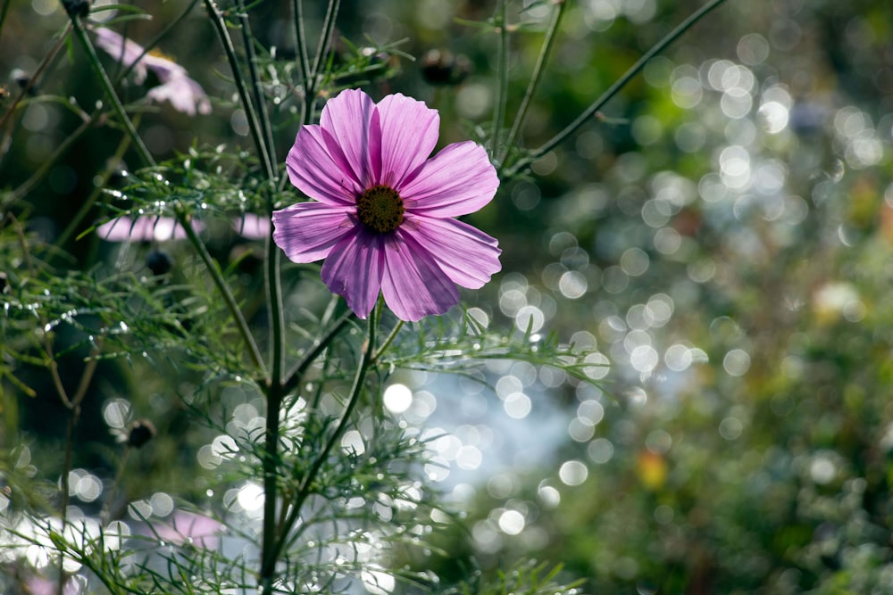 a purple flower on a plant