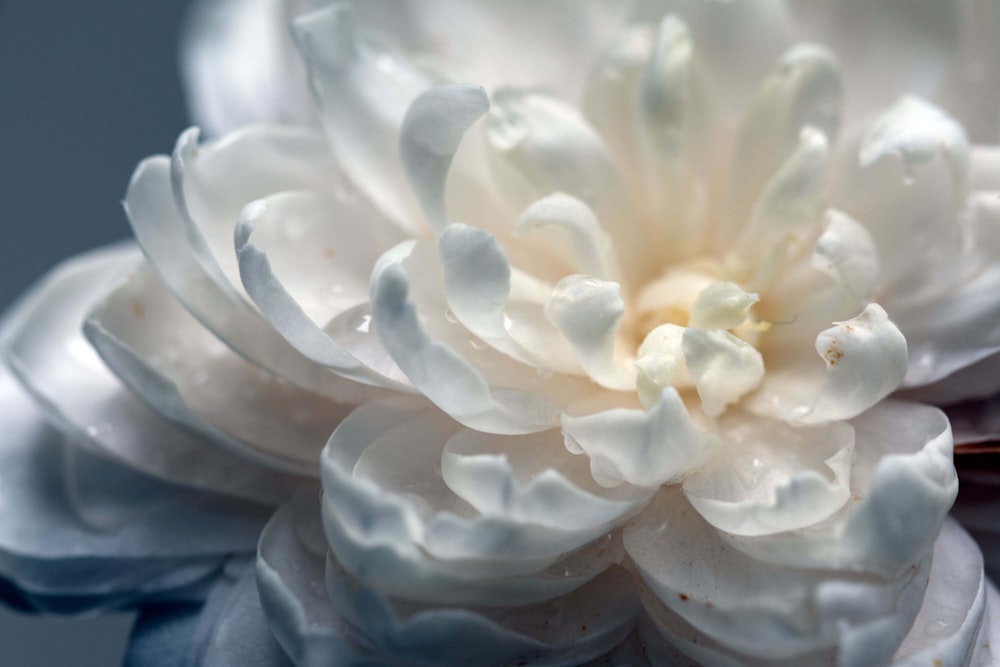 a close up of a white flower