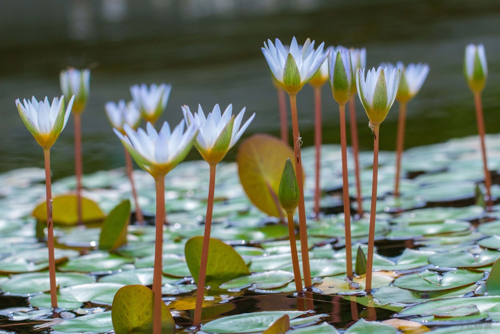 a group of white flowers in water