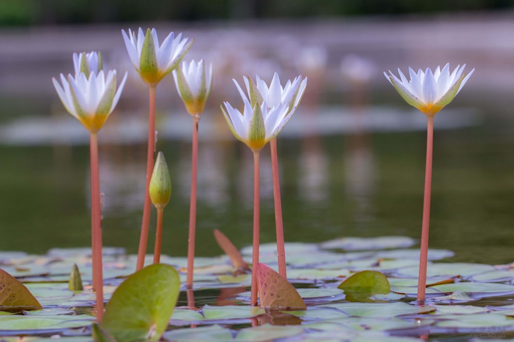 a group of flowers in water