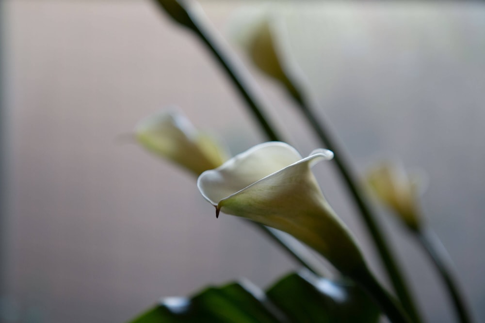 a close-up of a flower