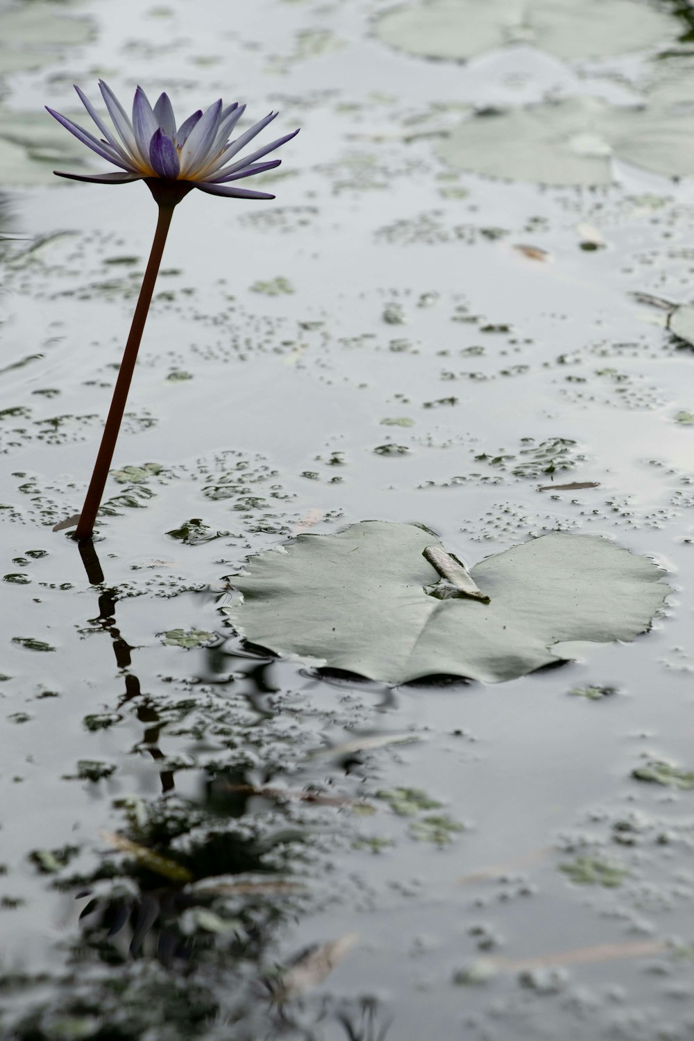 a flower growing out of the water