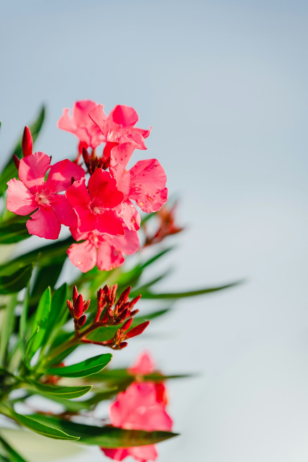 a close up of a flower