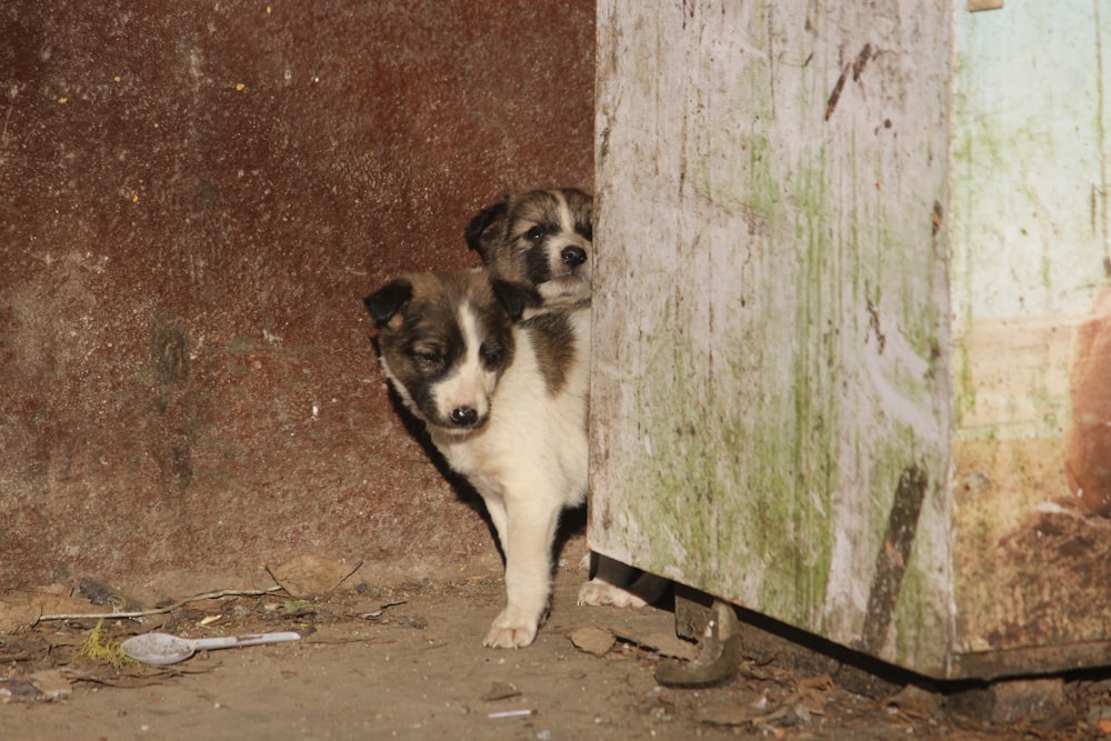 two dogs sitting next to a wall