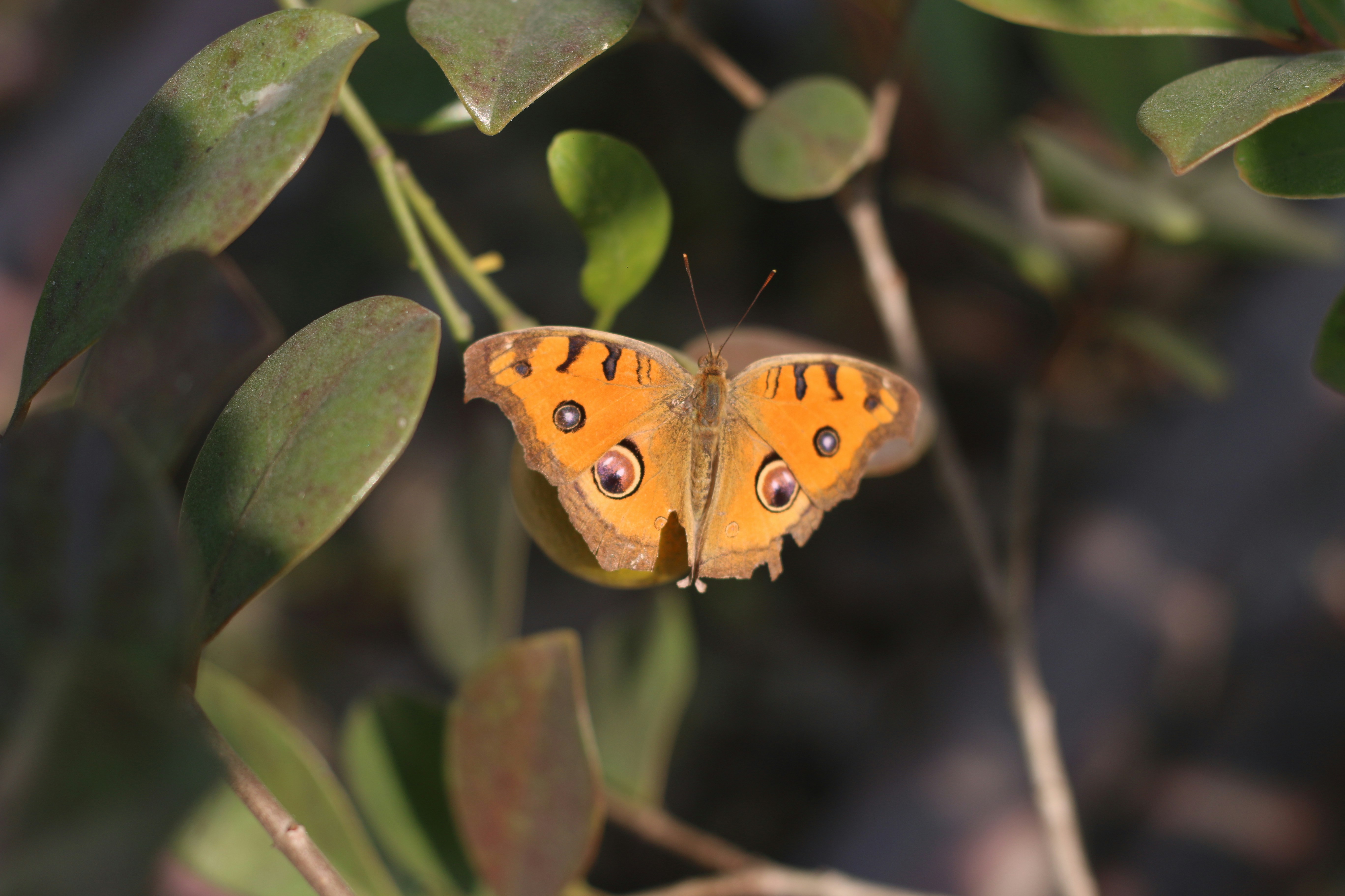 a butterfly on a leaf