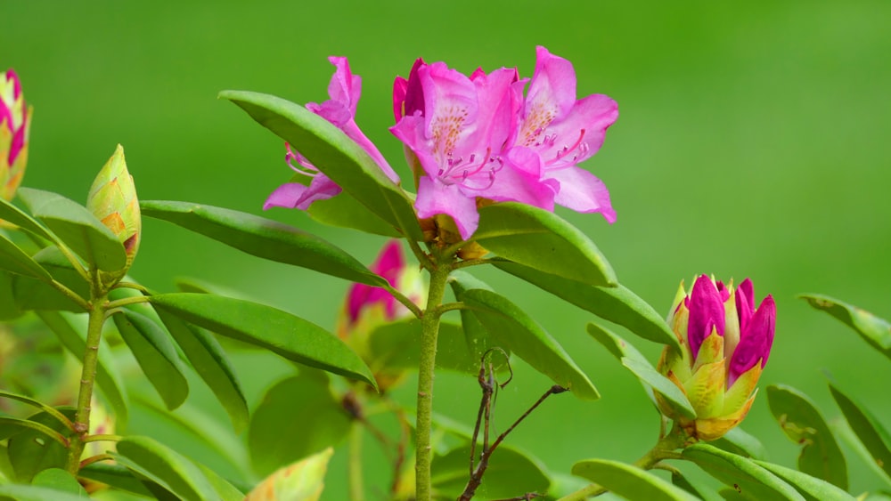 a close up of a flower