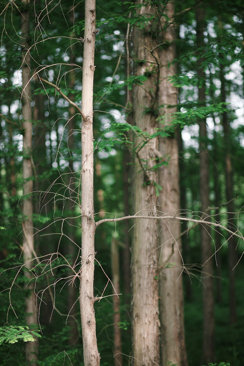 a group of trees with thin branches