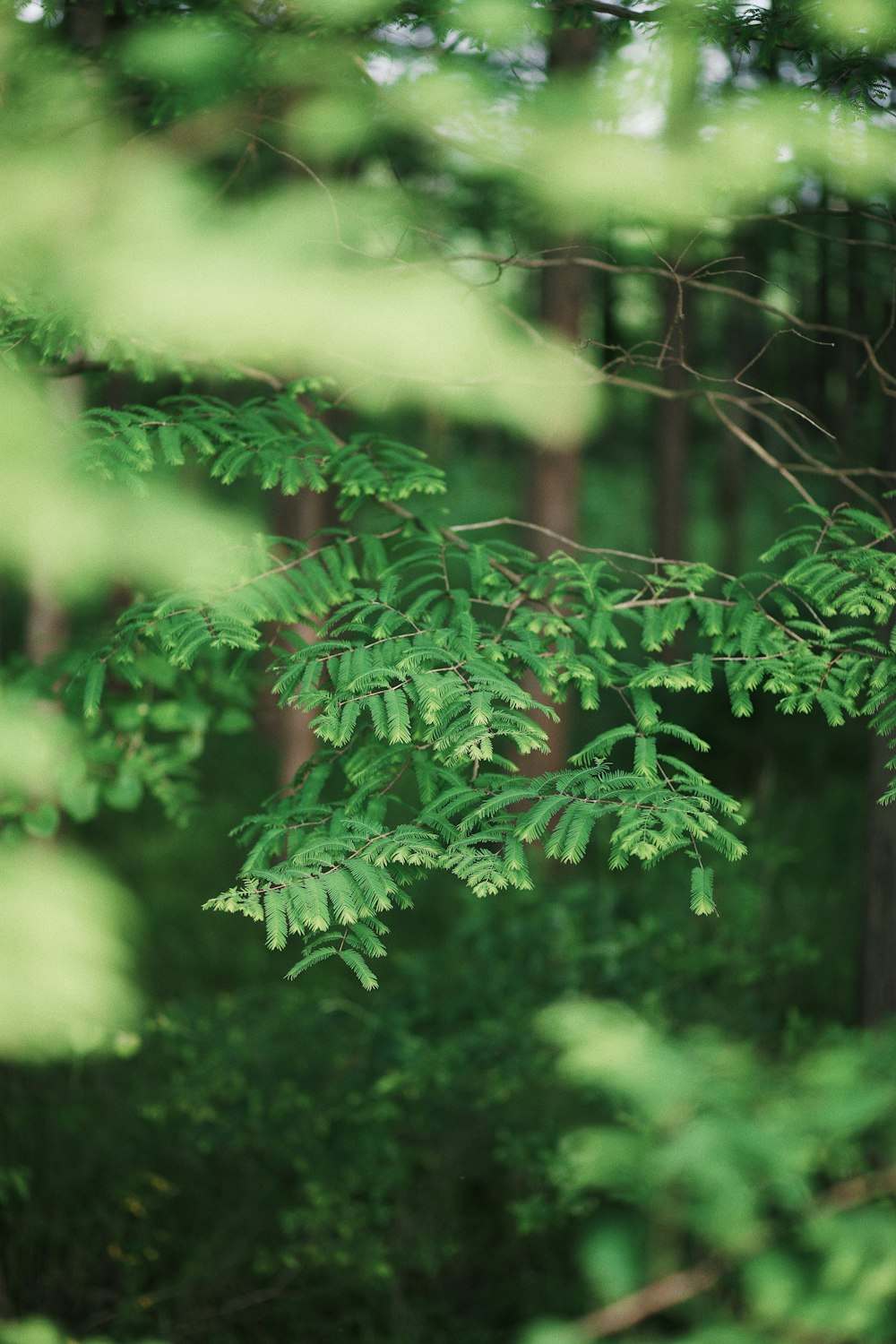 a close-up of some trees