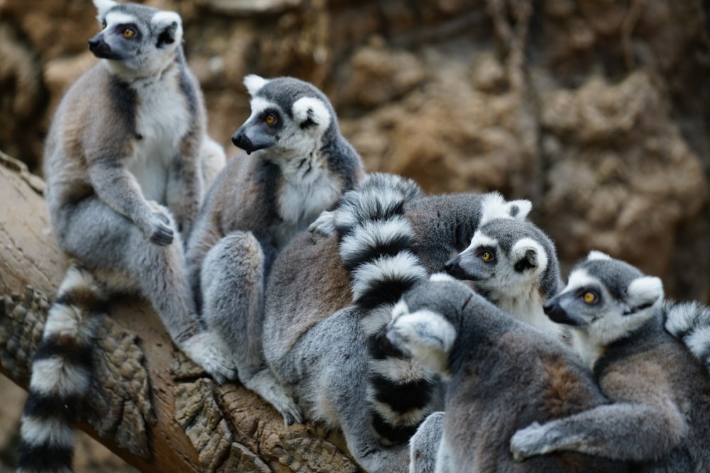 a group of lemurs