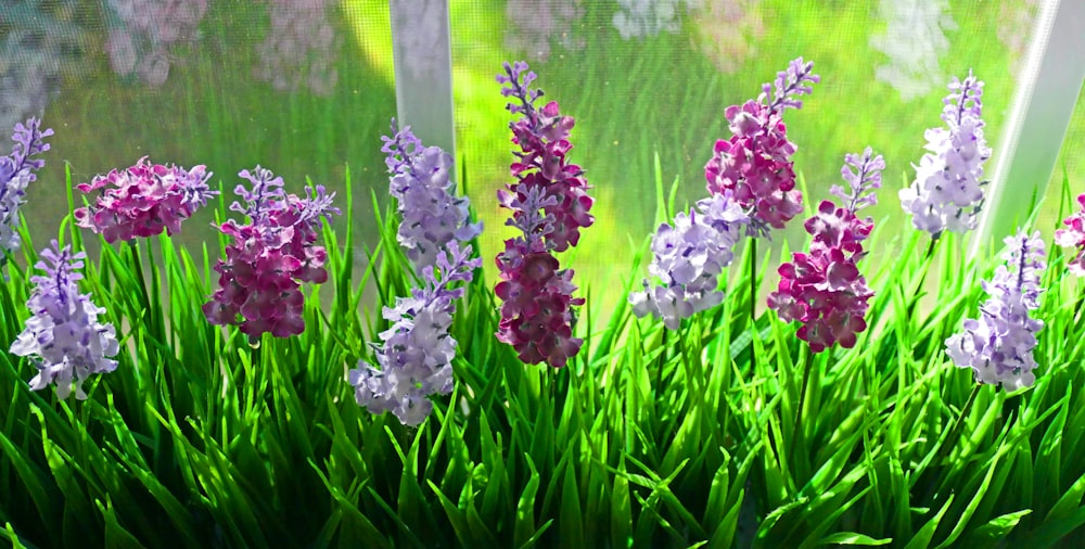 purple flowers on a plant