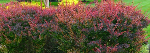 A dense hedge with vibrant red and green leaves is situated in a garden. The lush foliage displays a mix of deep reds and bright greens, indicating healthy growth. The background features well-maintained grass and some trees, adding to the overall vivid and natural scene.
